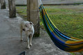 Nice hammock to chill in the afternoon and my best friend (one of the 2 dogs and 3 puppies...)