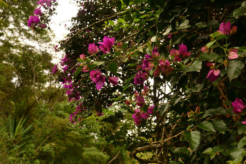 Flowers in Vilcabamba