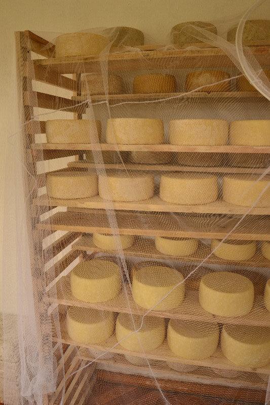 Hard cheese preparation (2 to 4 months before being ready)