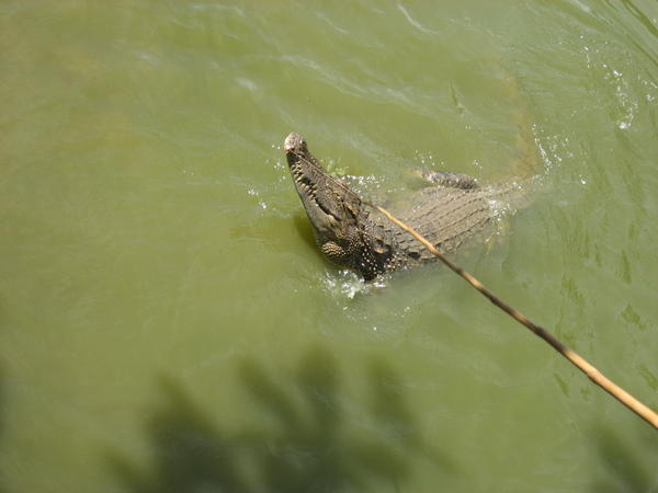 Crocodile fishing