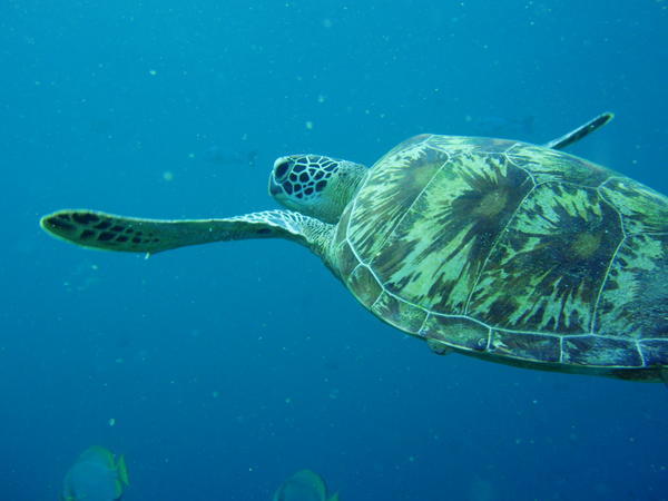 One of many turtles 