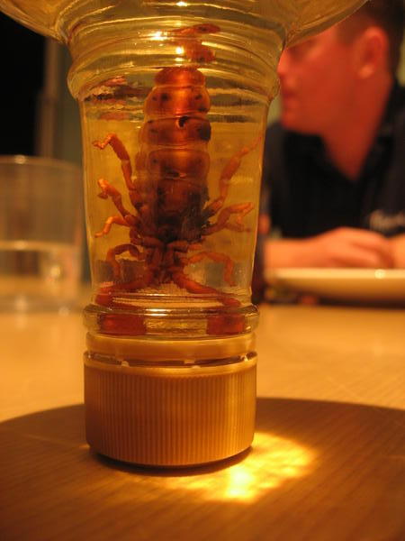 What do scorpions taste like?
