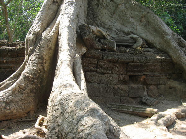 Angkor trees