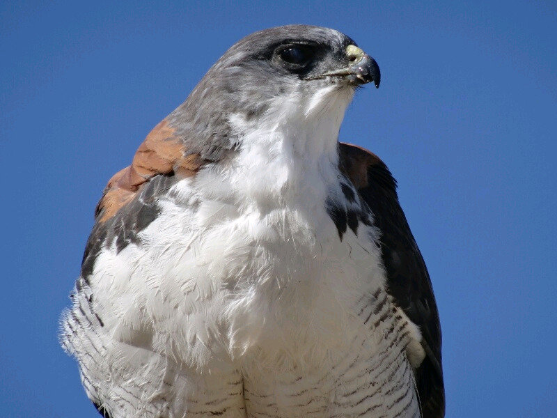 A Falcon