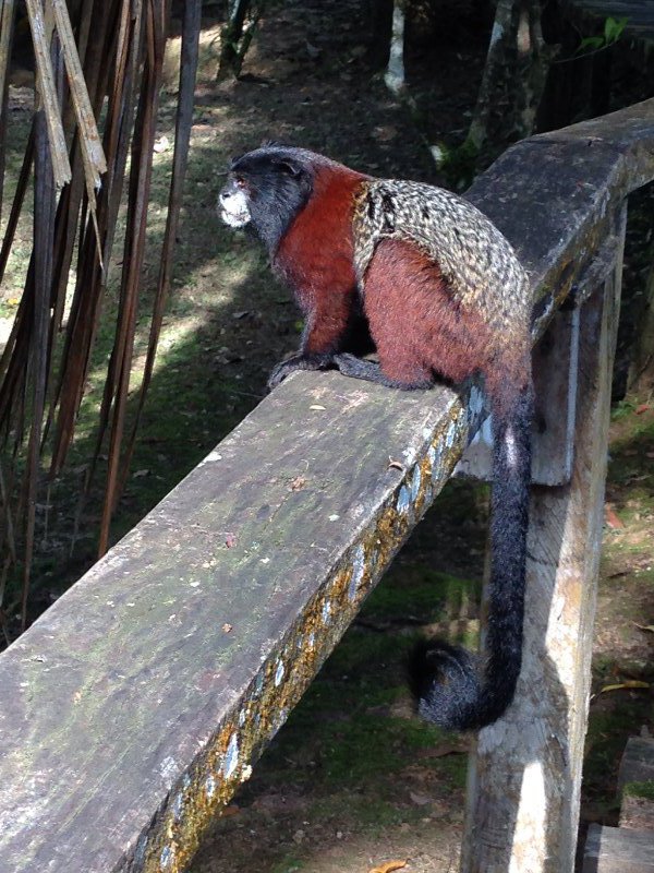 Saddleback tamarin monkey