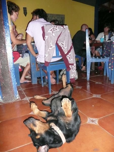 Cafe Rojo Dog