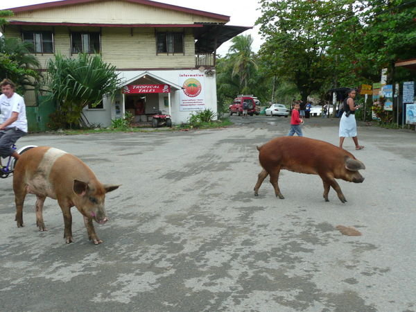 Two Pigs of Puerto Viejo