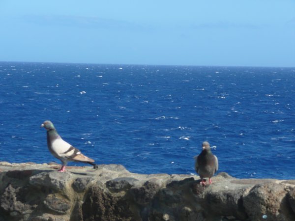 Two Pigeons in Paradise