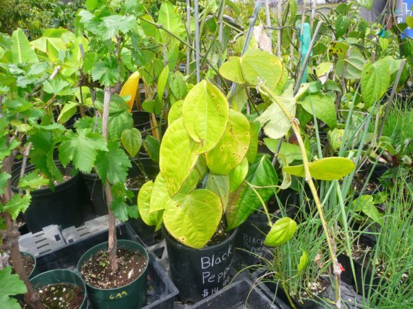 A Peppercorn Plant