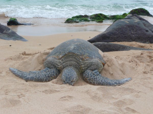 Wooly Bully, the sea turtle