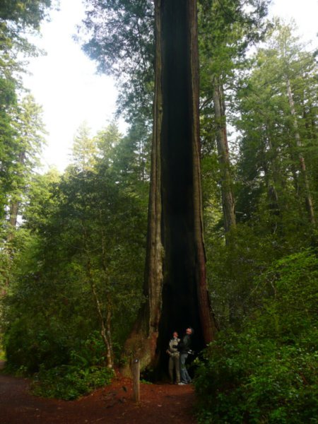 Redwood Forest April 2009 030