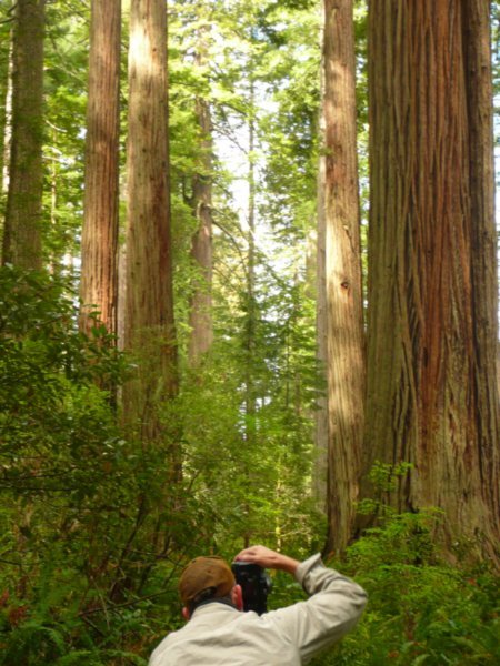 Redwood Forest April 2009 069