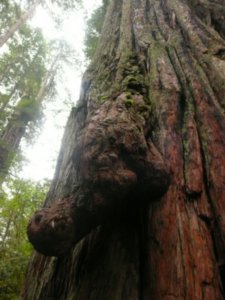 Redwood Forest April 2009 091