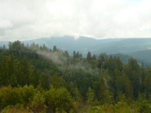 Redwood Forest April 2009 106