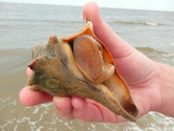 A conch shell
