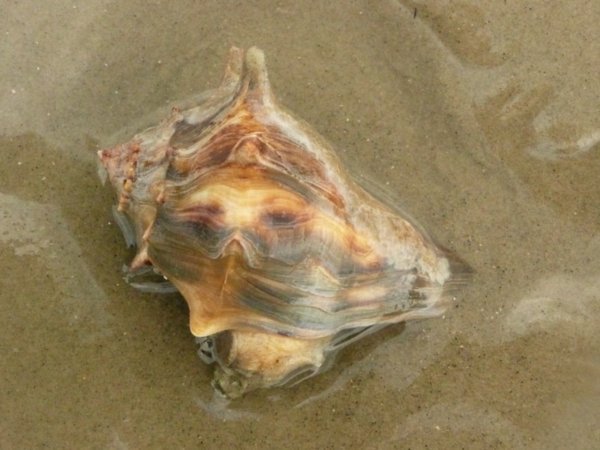 There are a LOT of conch shells on the beach