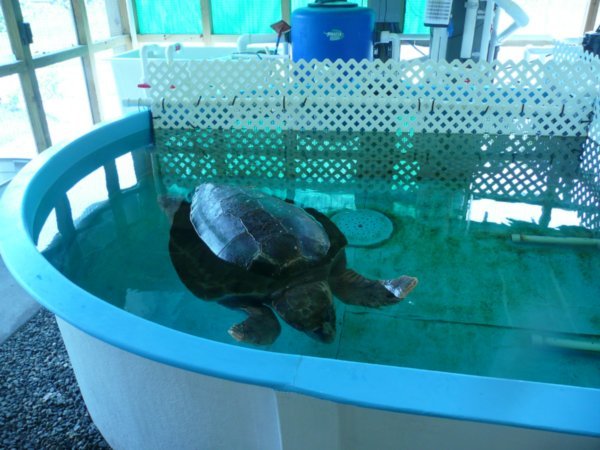 An injured sea turtle.