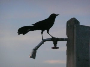 Crow on the water spout