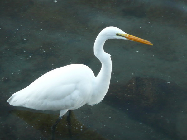 Great Egret in Crissy Field Marsh