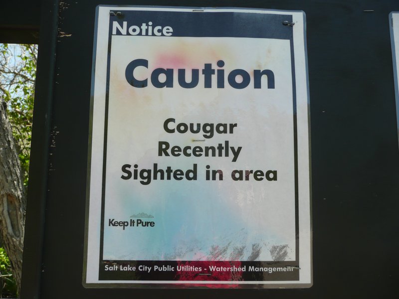 Cougar Recently Sighted