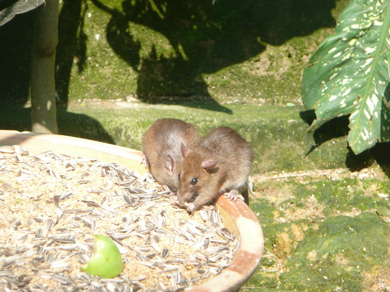 Rats in the Bird Park