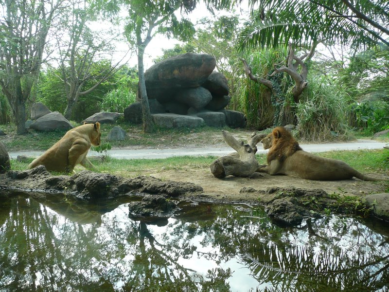 The lions