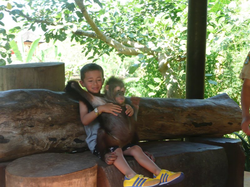 Baby orangutan with little boy