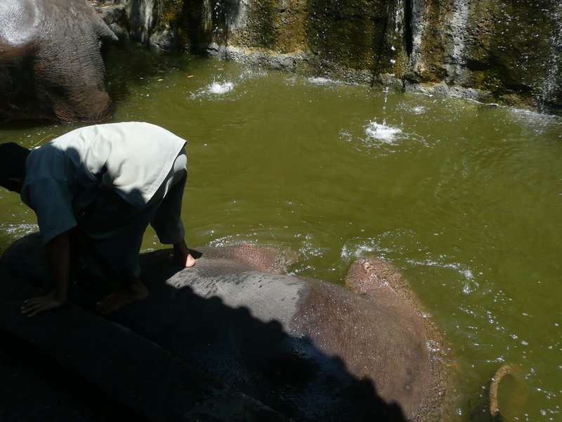 The elephant bath