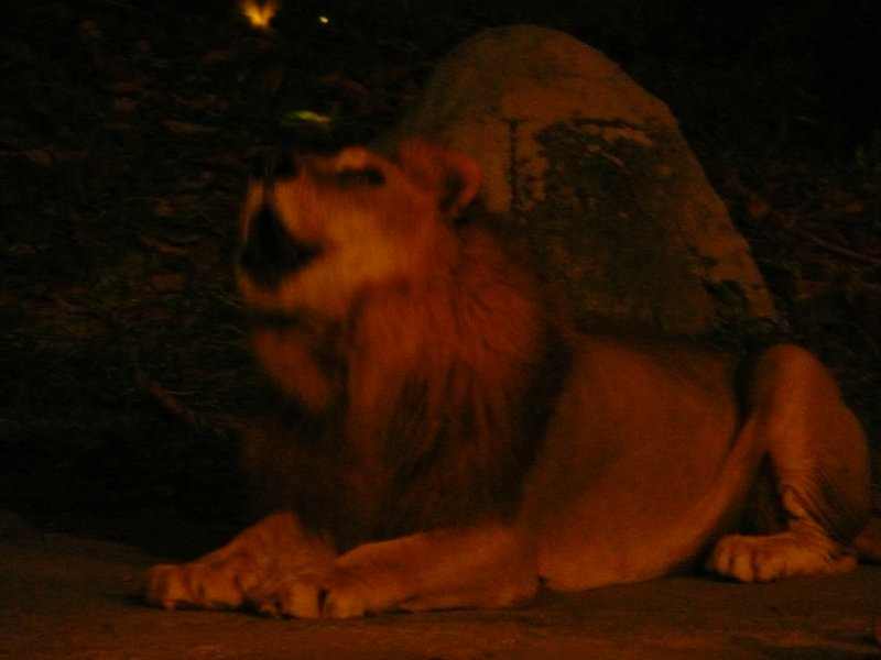 Roaring lion at night
