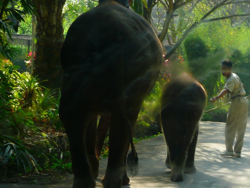 Mom elephant and baby walking along the road