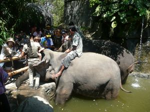 The elephant bath
