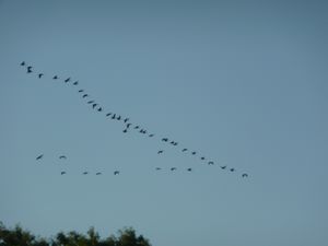 Canadian Geese flying south