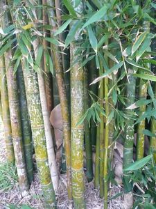 Graffitti on Bamboo