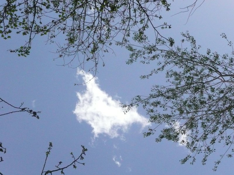 Werewolf in the clouds