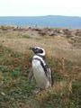 Magellane Penguinos 