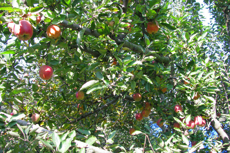 apples at Bij Behera