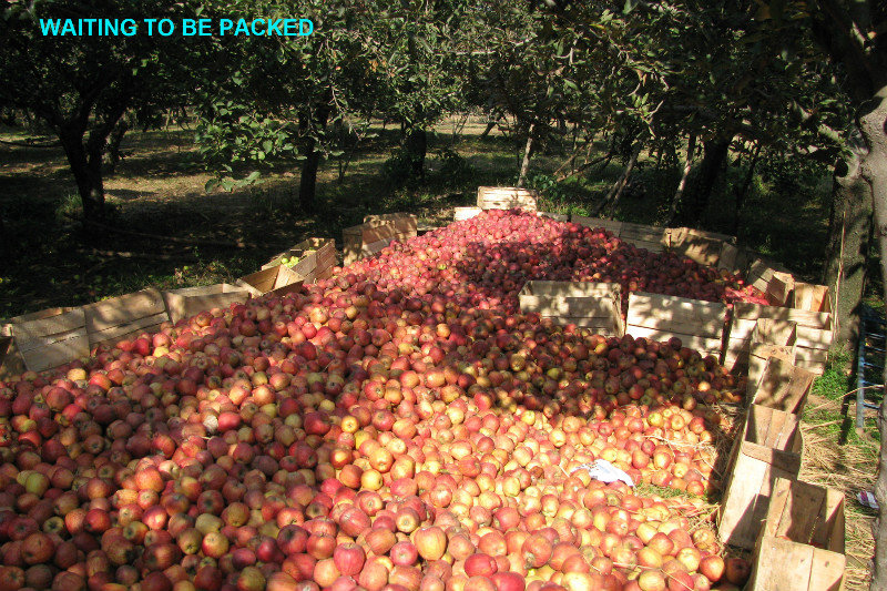 apples waiting to be packed at the orchard