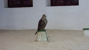 Falcon Souq