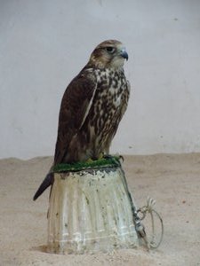Falcon Souq