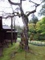 Shidare-zakura (Weeping Cherry Tree)