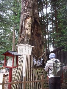 Sacred Cedar