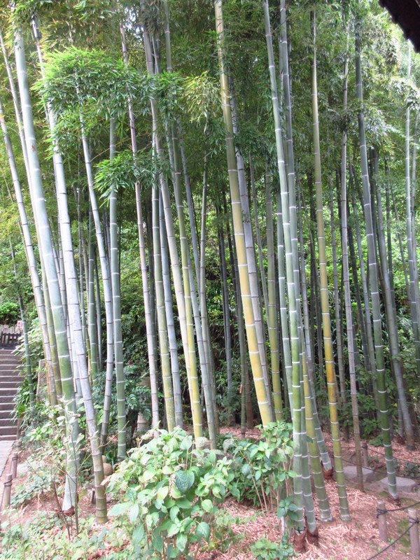 Small Bamboo Grove