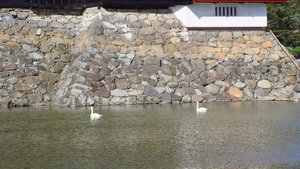 Swans Swimming in the Uchi-bori (Inner Moat)