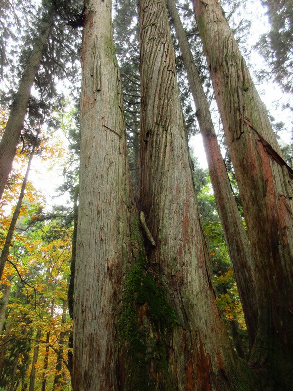 Japanese Red Cedars