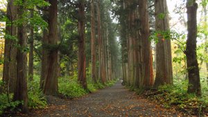 Japanese Red Cedars