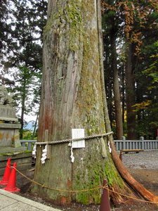 Sacred Japanese Red Cedar