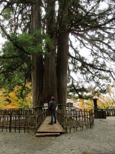 Sacred Japanese Red Cedars