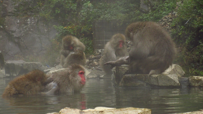 Soaking in the Onsen