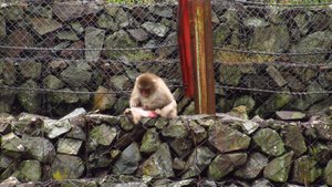 Snow Monkeys i Jigokudani Monkey Park