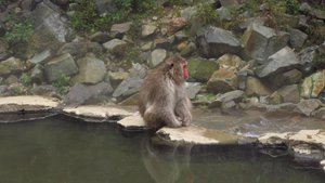 Snow Monkey i Jigokudani Monkey Park